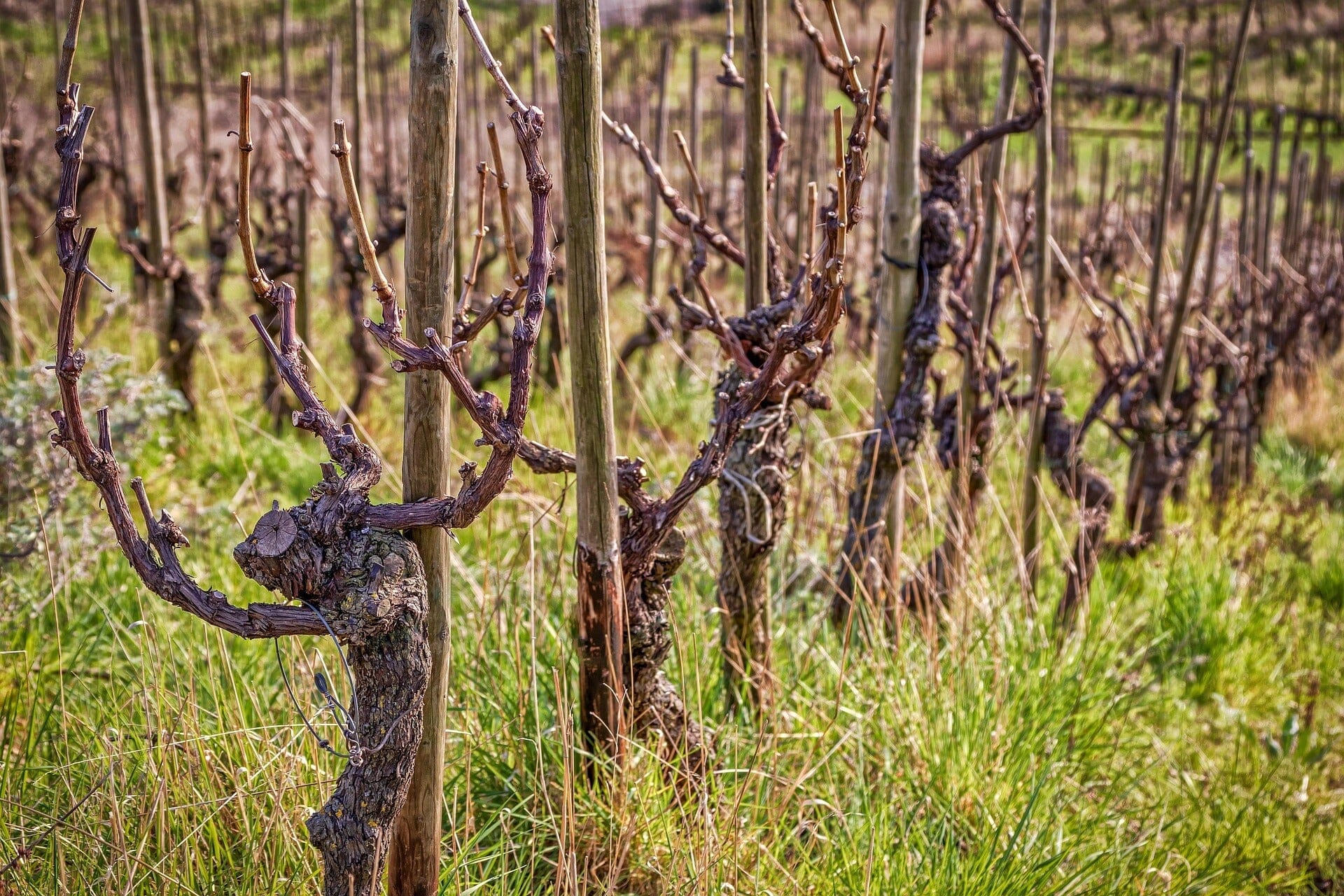 Spring Awakening: Why This is the Best Season for a Canadian Wine Tour