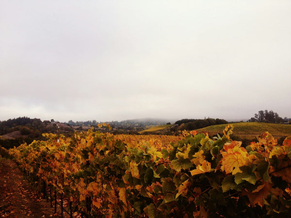 Vancouver Island Wine Tours: A Guide to the Cowichan Valley and How to Book a Day Trip