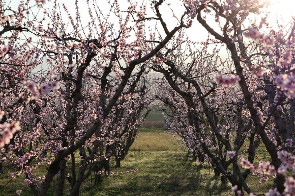 Blue Mountain’s Secret Season: Orchards in Bloom & Vineyard Awakening