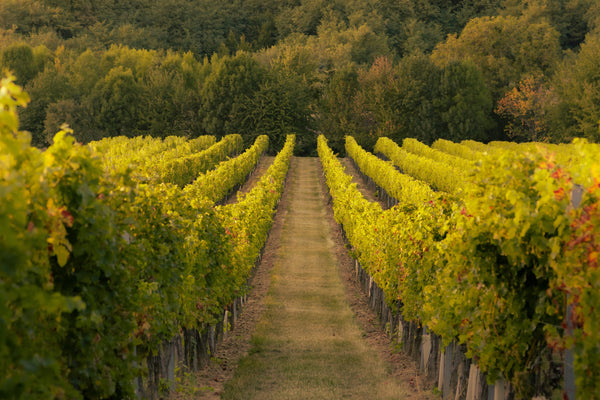 Fraser Valley Wine Tours in Fall: Why Harvest Season Is the Best Time to Visit Langley Wineries
