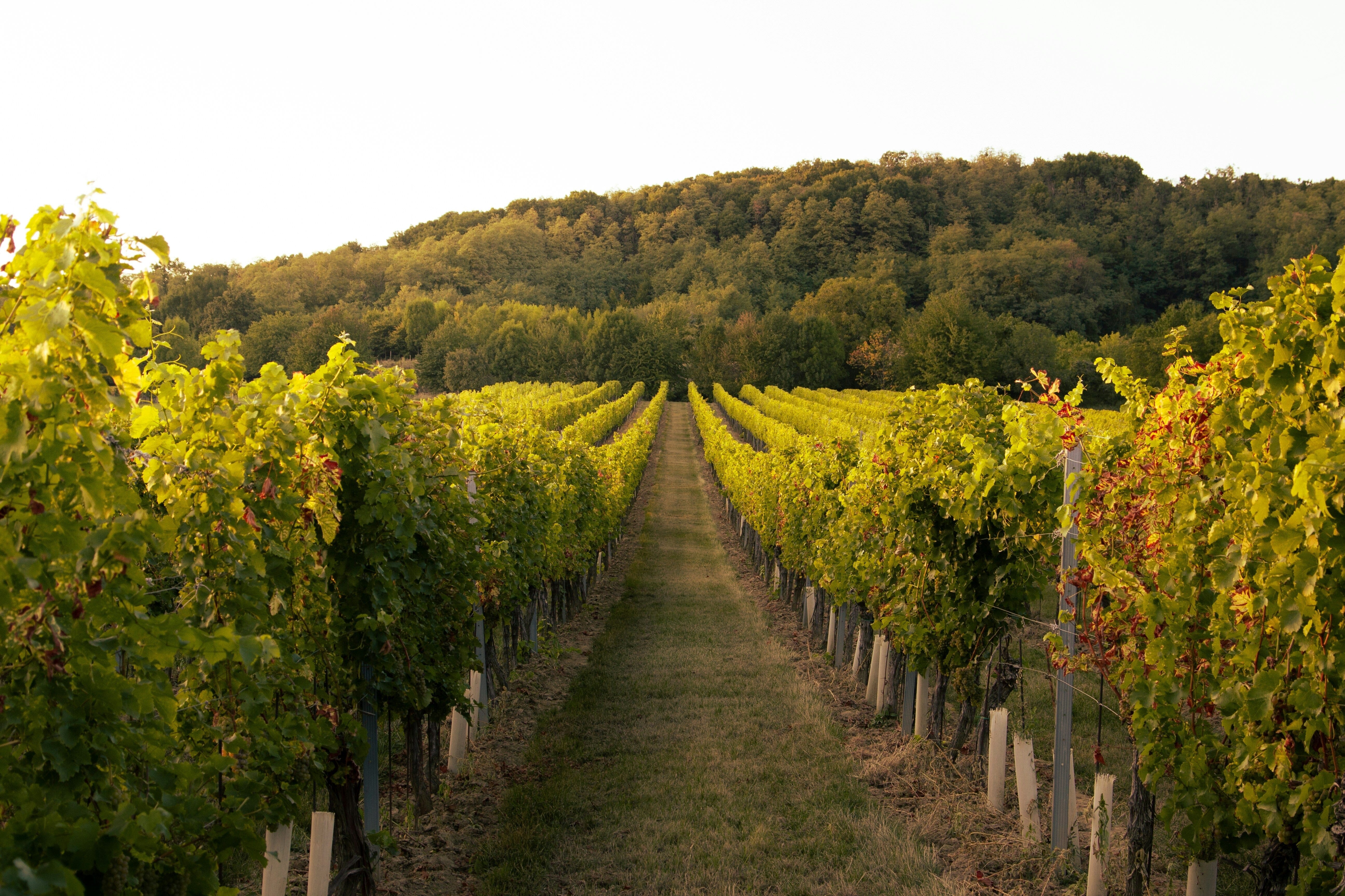 Vancouver Island’s Mediterranean Escape: The 2026 Cowichan Valley Spring Wine Guide