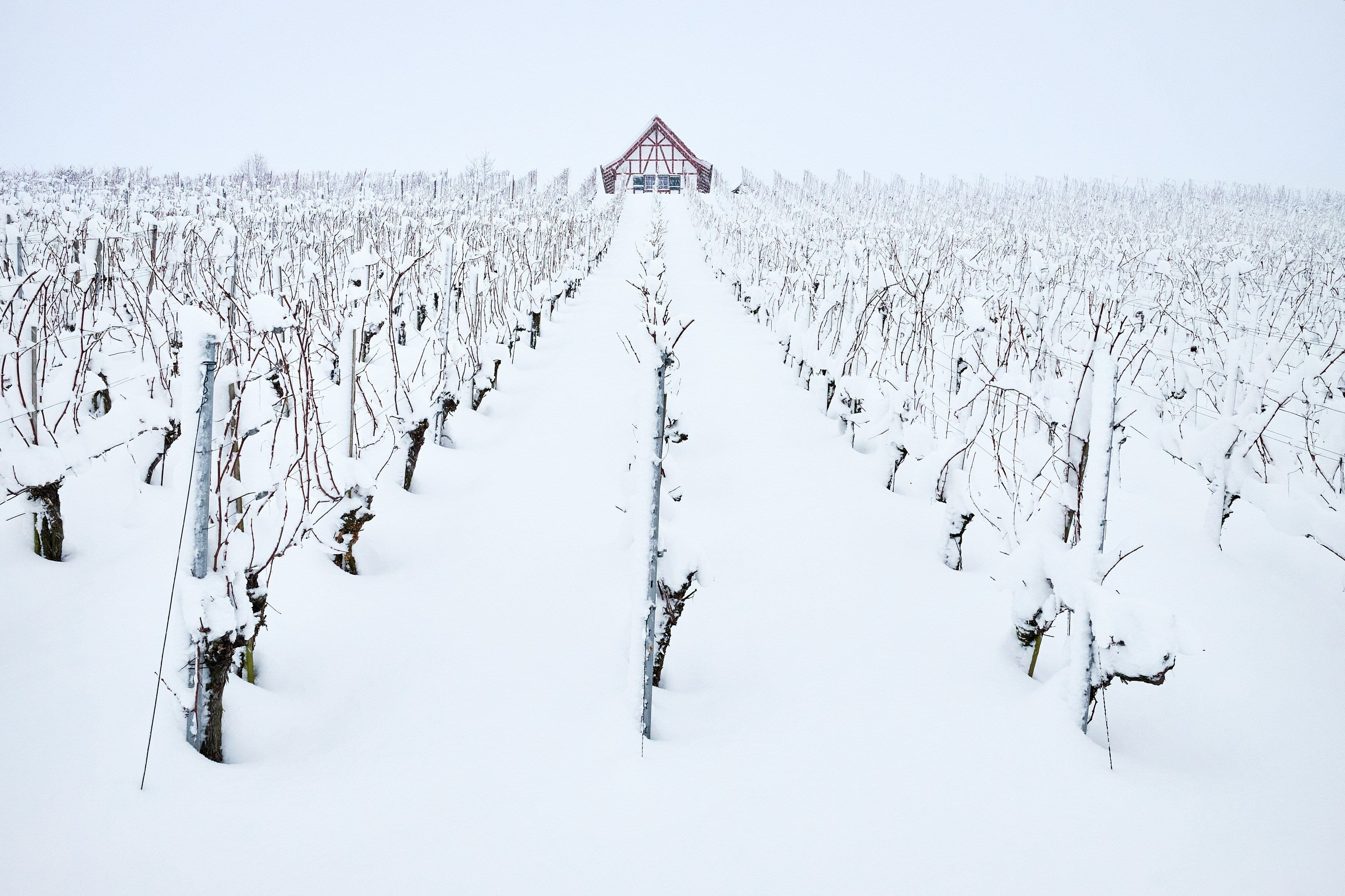 Wine Tours in Winter: A Cozy, Unexpected Way to Experience Canada’s Wine Regions