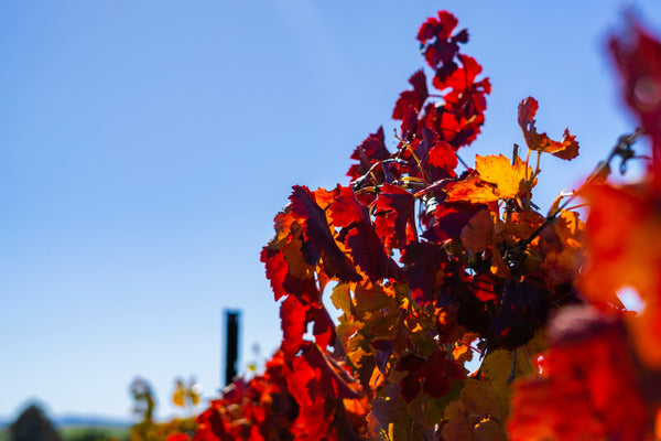 Vernon Wine Tours: Your Guide to the North Okanagan's Underrated Wine Country