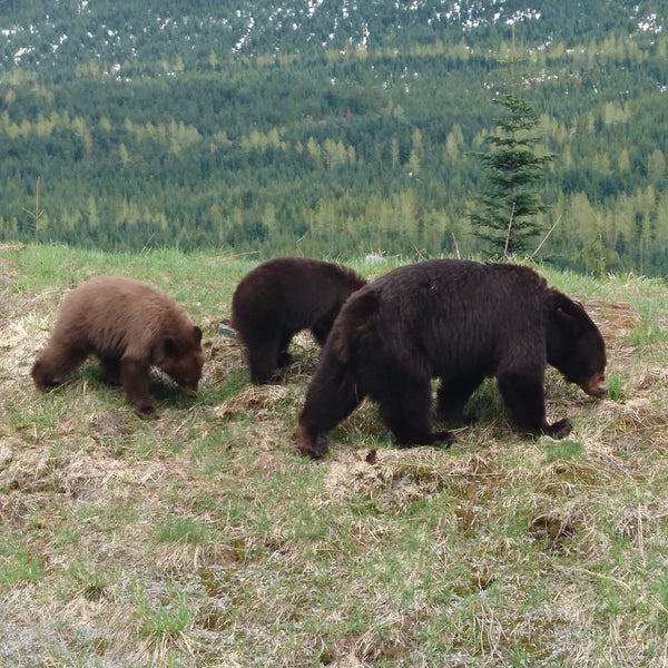 Black bears, viewed from the safety of a chairlift