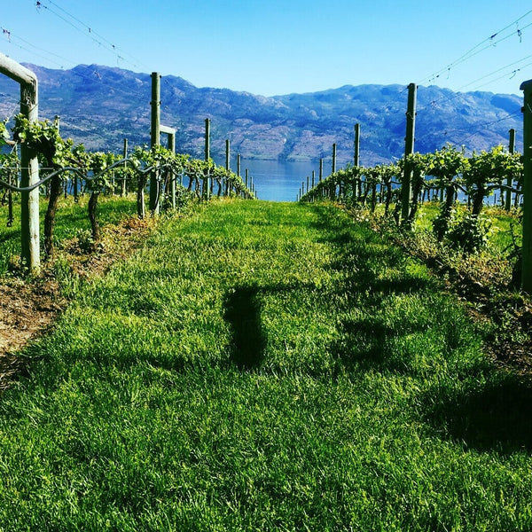 West Kelowna Wine Tour