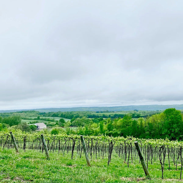 Winery views on Beamsville Wine Tour