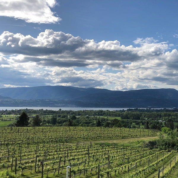 Spring vineyards