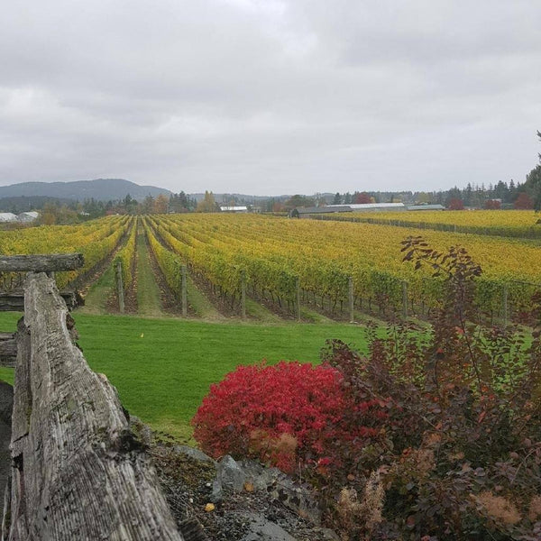 Fall at the wineries