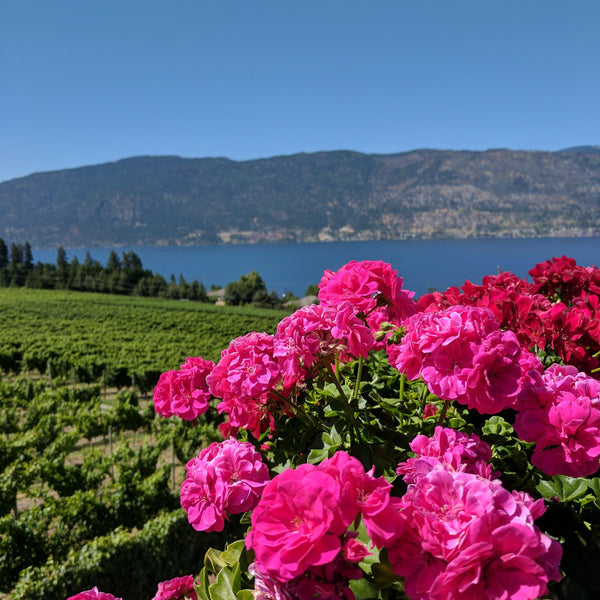 Lake Country Wine Tour - North Kelowna