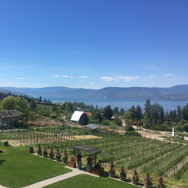 Summerhill Winery View