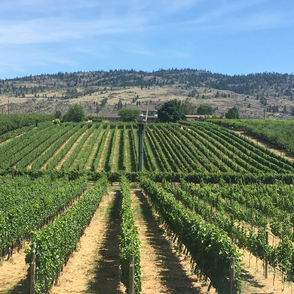 West Kelowna Vines