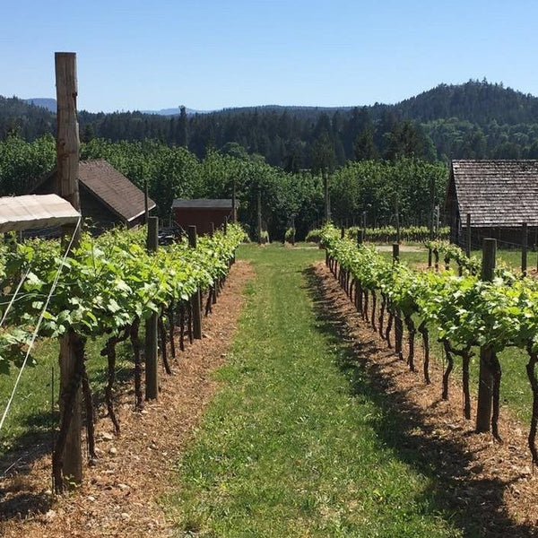 Grape Vines at Blue Grouse